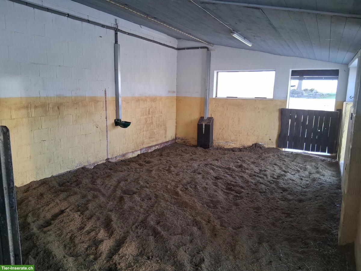 Bild 3: Doppelauslaufbox frei in kleinem Privatstall im ZH-Oberland