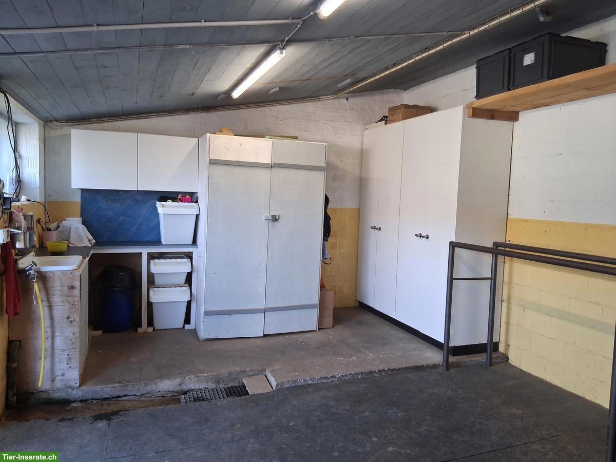 Bild 4: Doppelauslaufbox frei in kleinem Privatstall im ZH-Oberland