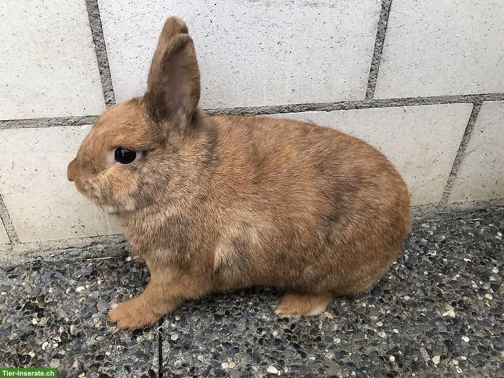 Junger Zwergkaninchen Rammler, kastriert