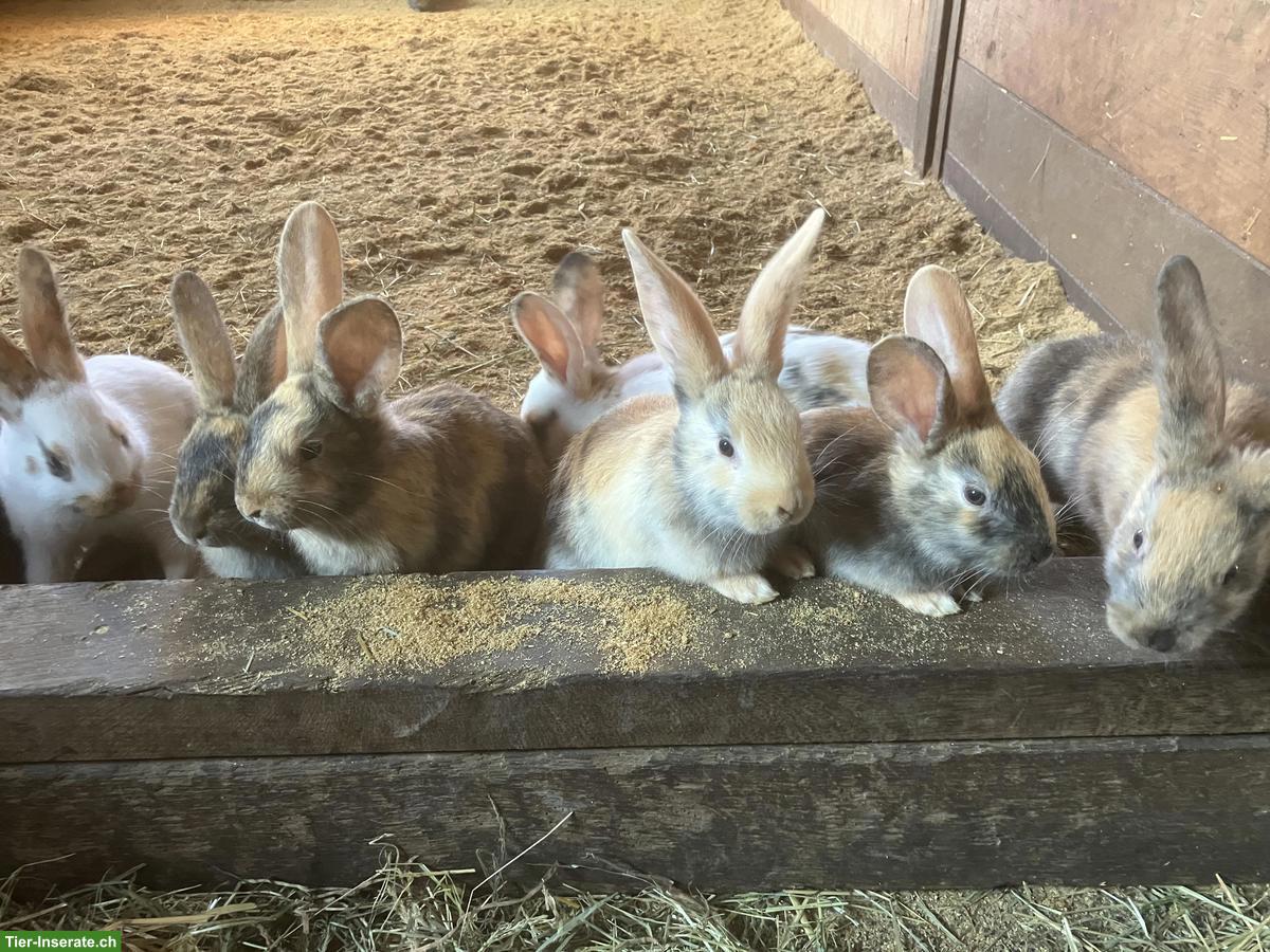 Junge Kaninchen abzugeben