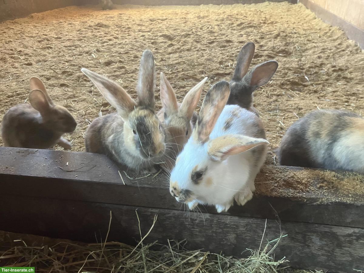 Bild 2: Junge Kaninchen abzugeben