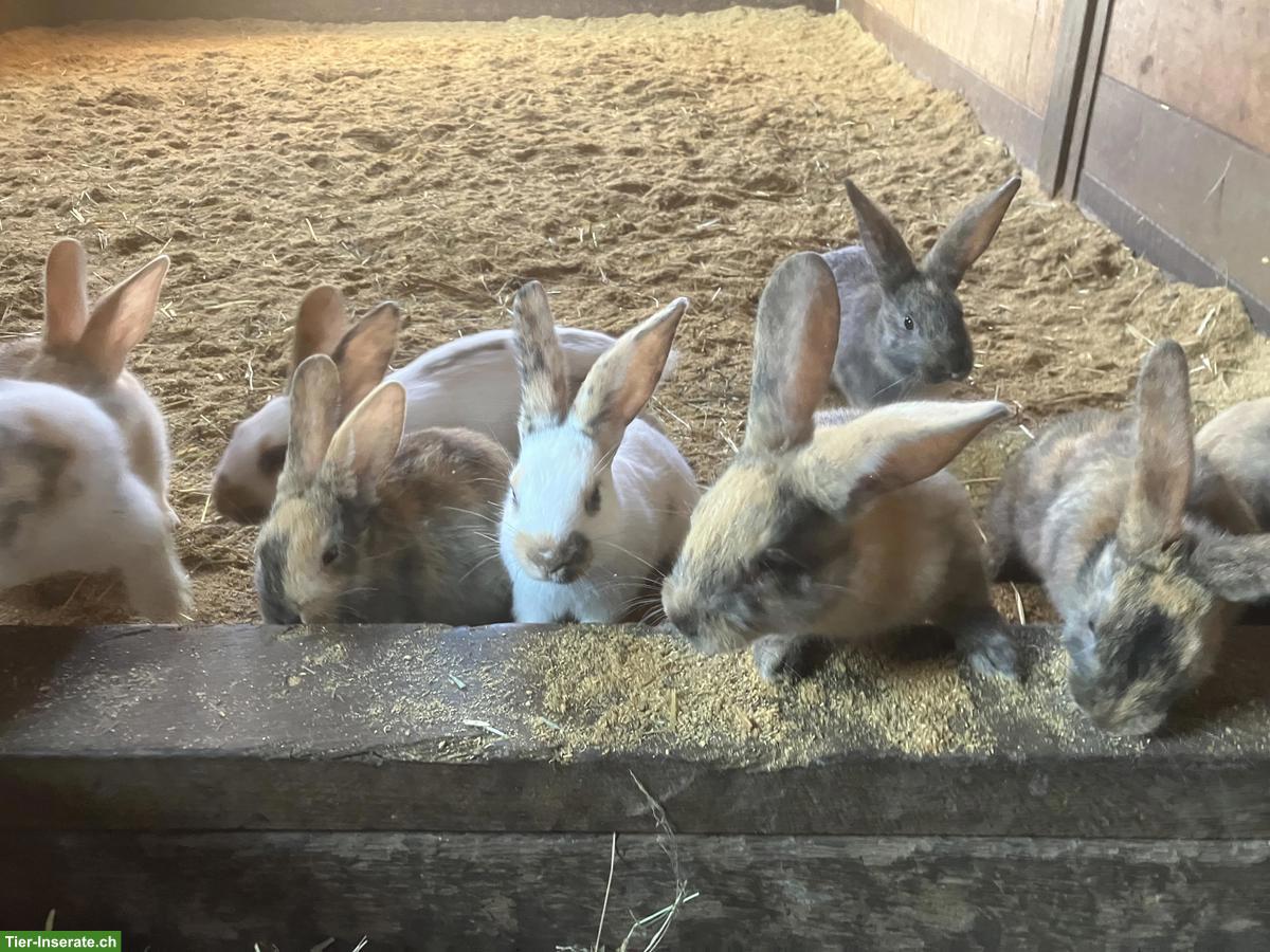 Bild 3: Junge Kaninchen abzugeben