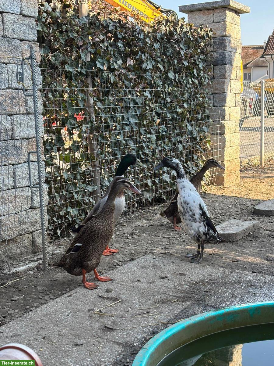 4 Laufenten (1 Erpel, 3 Enten) zu verkaufen