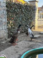 4 Laufenten (1 Erpel, 3 Enten) zu verkaufen