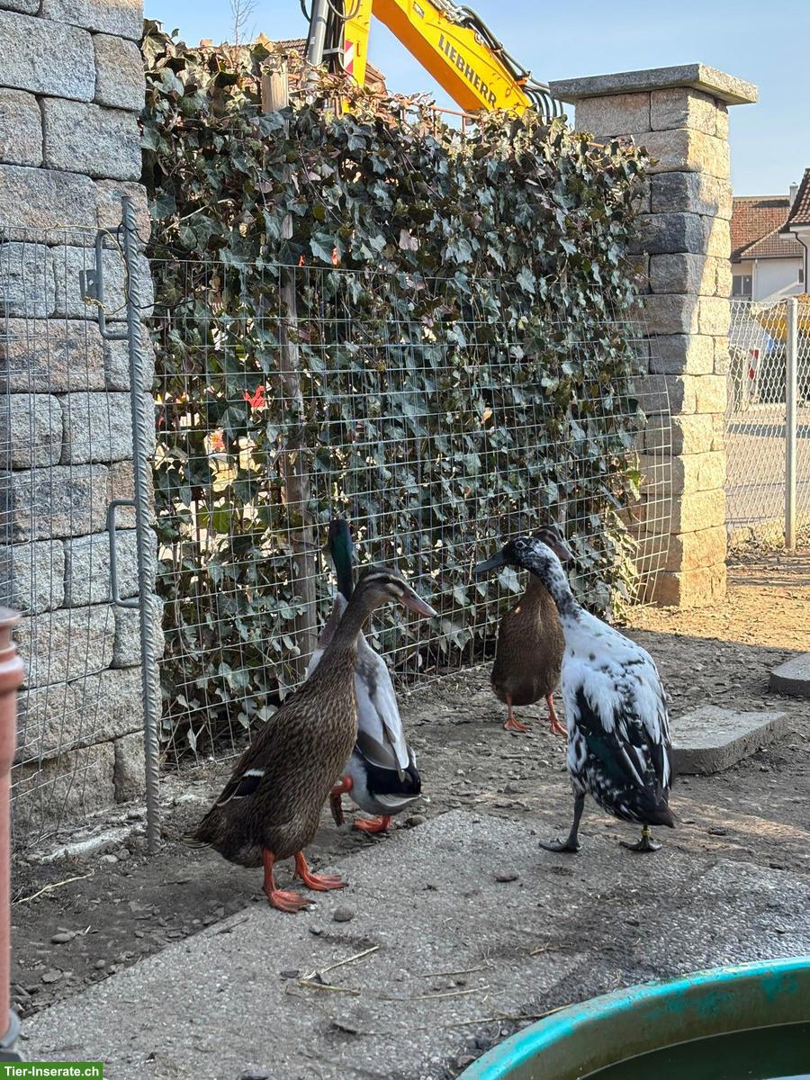 Bild 2: 4 Laufenten (1 Erpel, 3 Enten) zu verkaufen