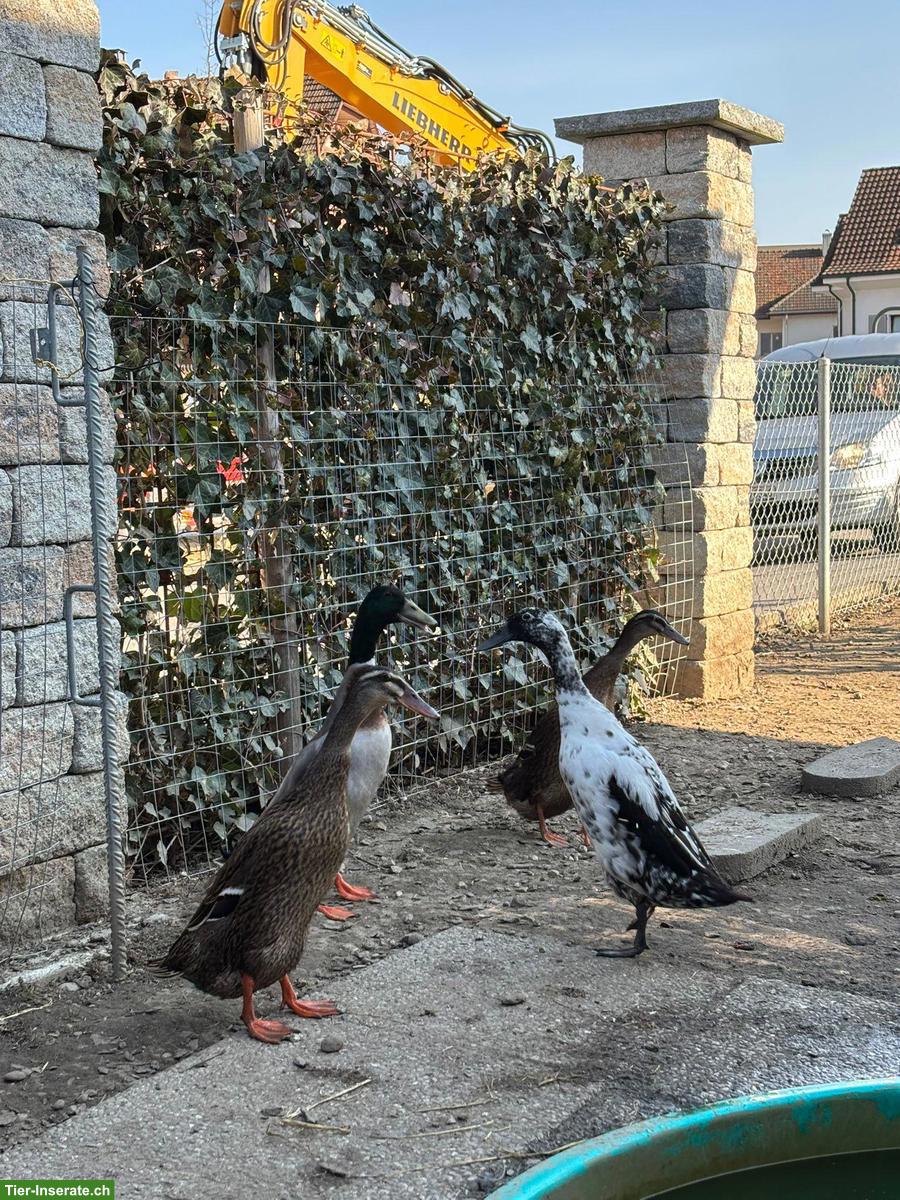 Bild 3: 4 Laufenten (1 Erpel, 3 Enten) zu verkaufen