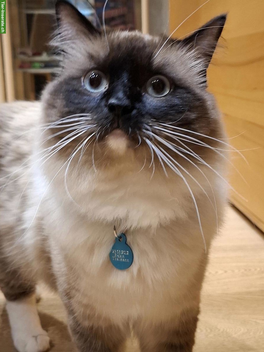 Ragdoll Deckkater super lieb und anhänglich