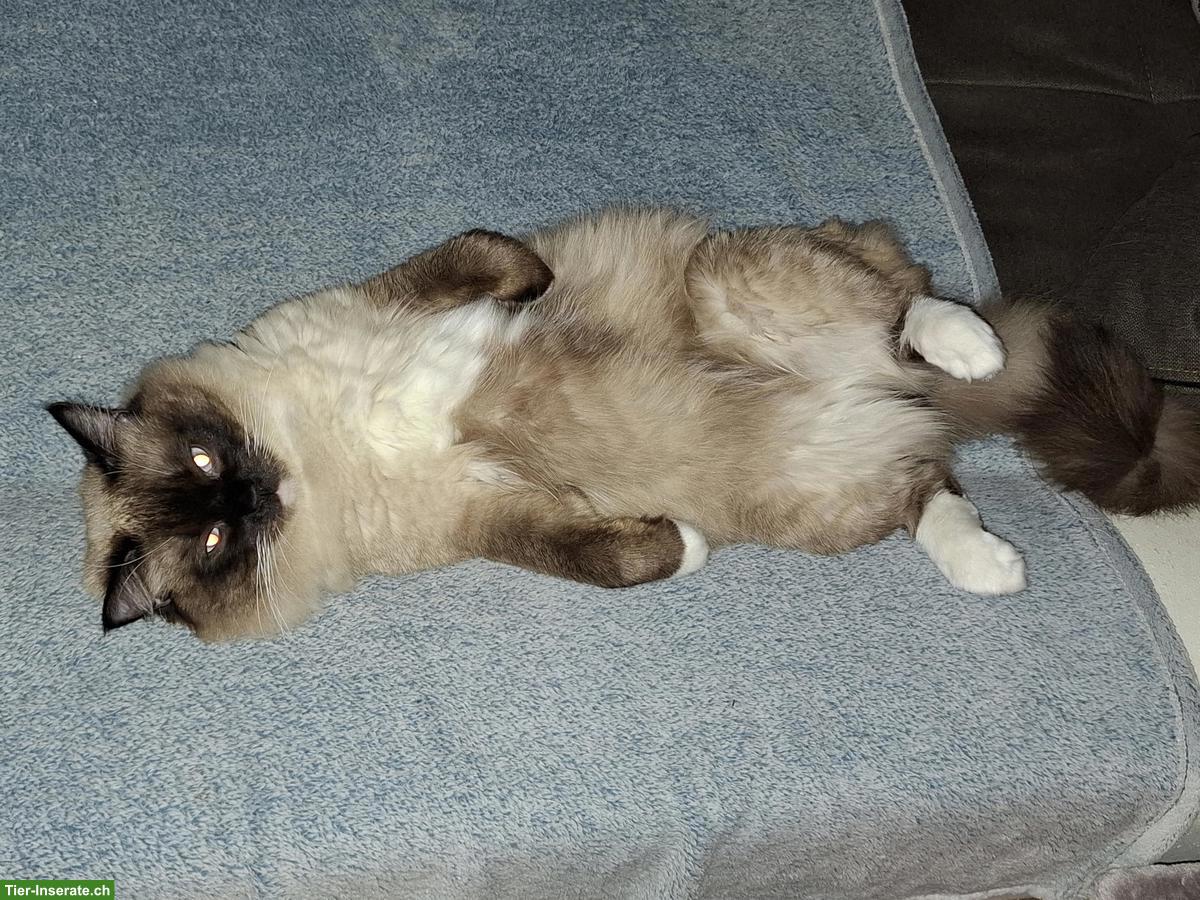 Bild 2: Ragdoll Deckkater super lieb und anhänglich