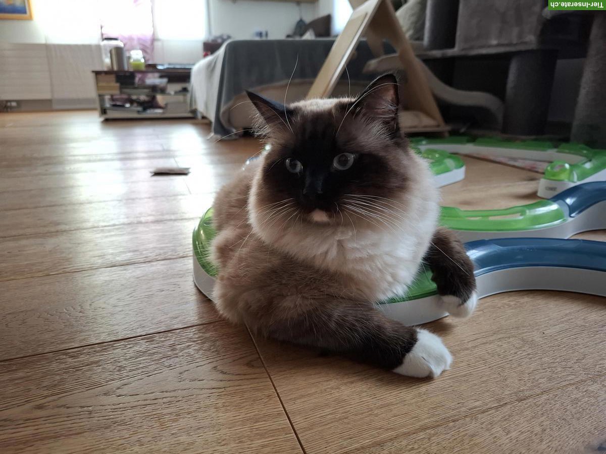 Bild 3: Ragdoll Deckkater super lieb und anhänglich