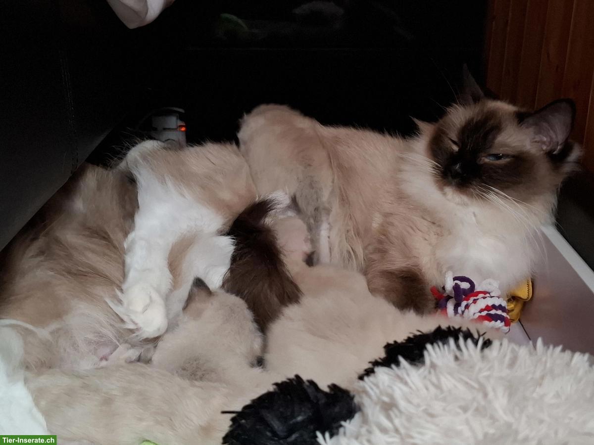 Bild 4: Ragdoll Deckkater super lieb und anhänglich