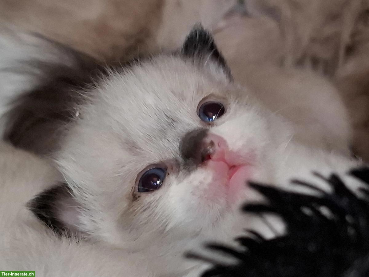 Bild 5: Ragdoll Deckkater super lieb und anhänglich