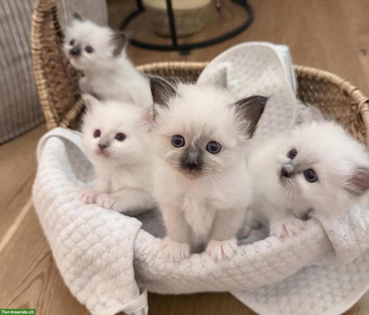 Wunderschöne Birma Kitten, weiblich oder männlich