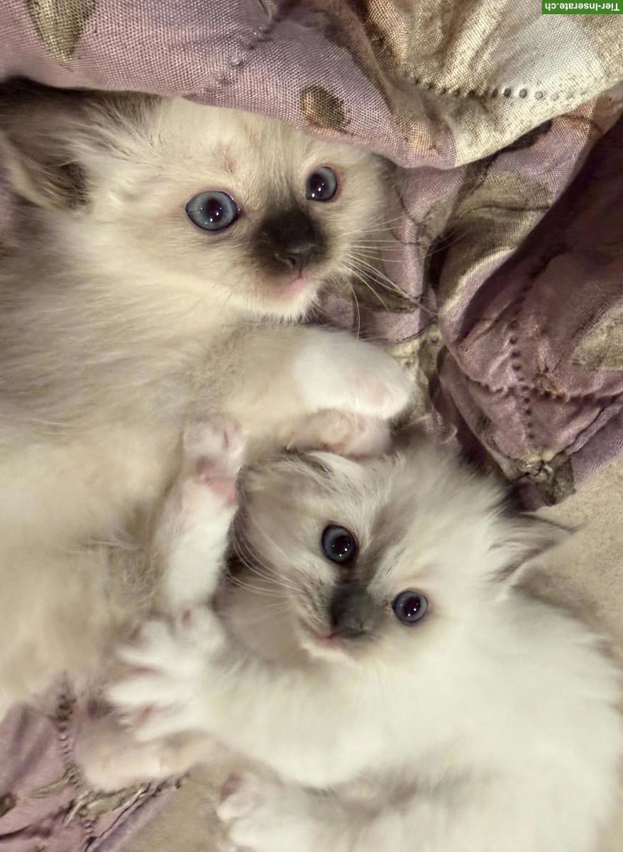 Bild 2: Wunderschöne Birma Kitten, weiblich oder männlich