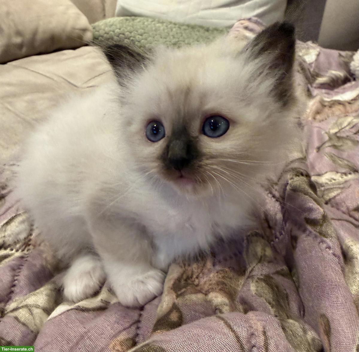 Bild 3: Wunderschöne Birma Kitten, weiblich oder männlich