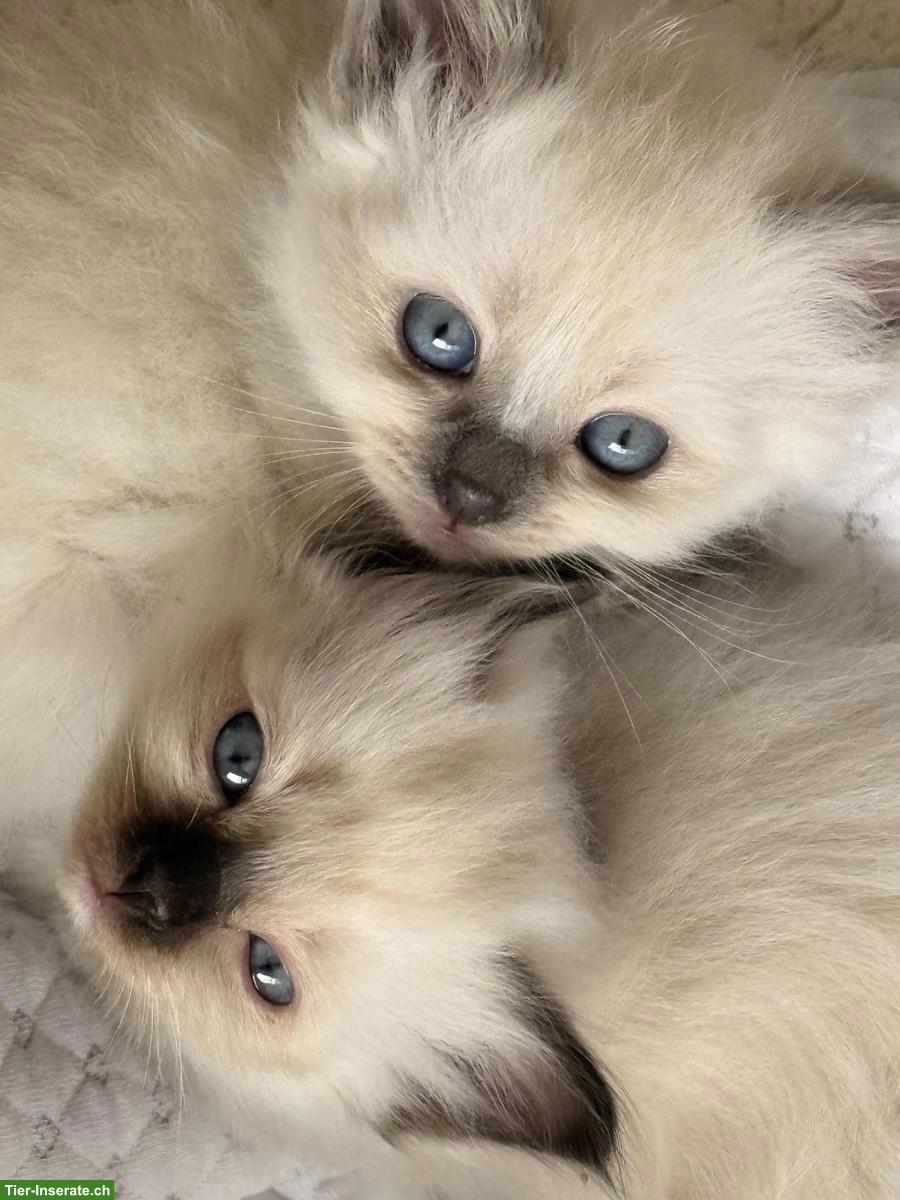 Bild 4: Wunderschöne Birma Kitten, weiblich oder männlich