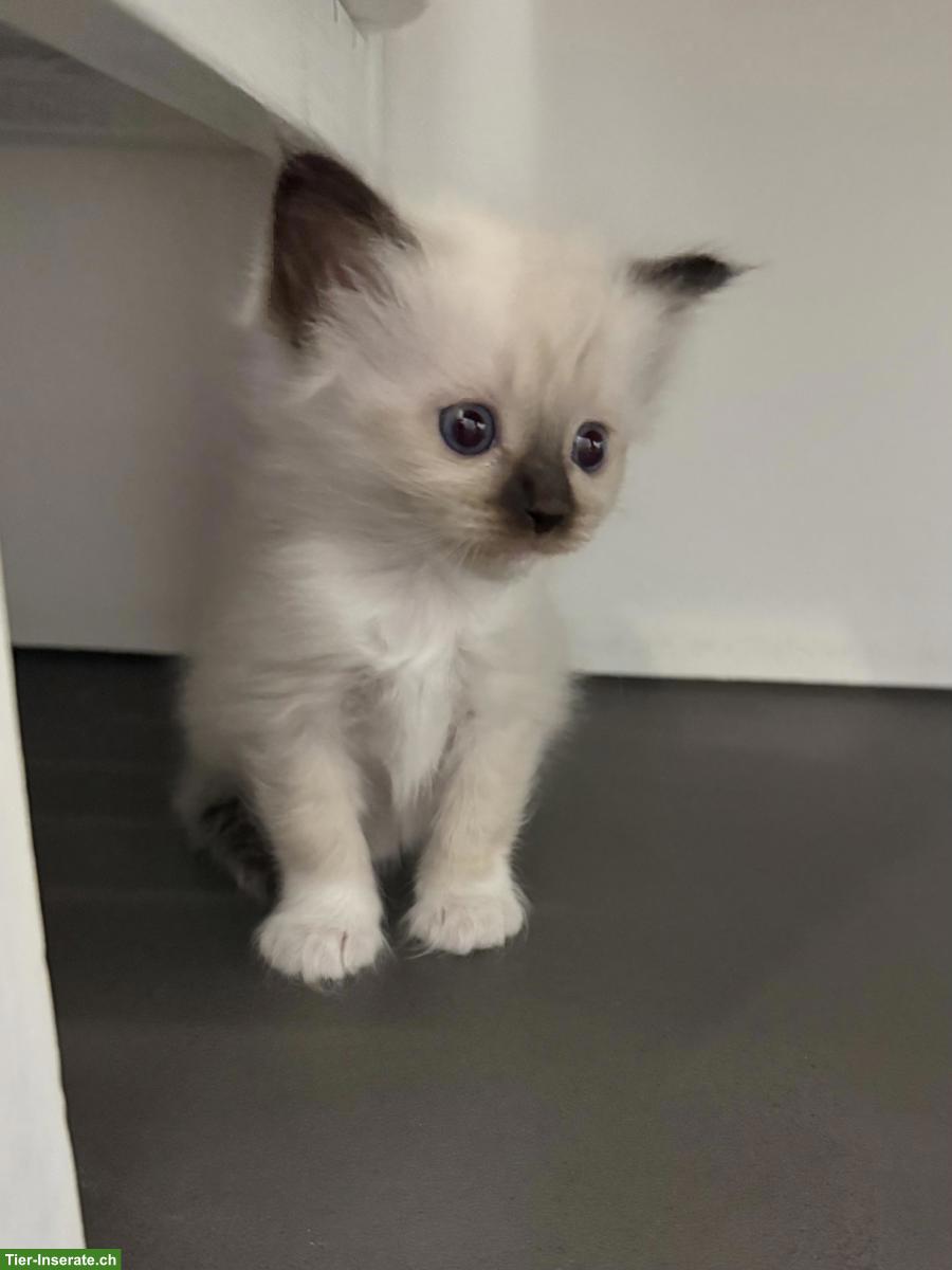 Bild 5: Wunderschöne Birma Kitten, weiblich oder männlich