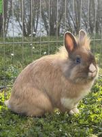 Löwenkopf Zwergkaninchen Paar sucht neues Heim