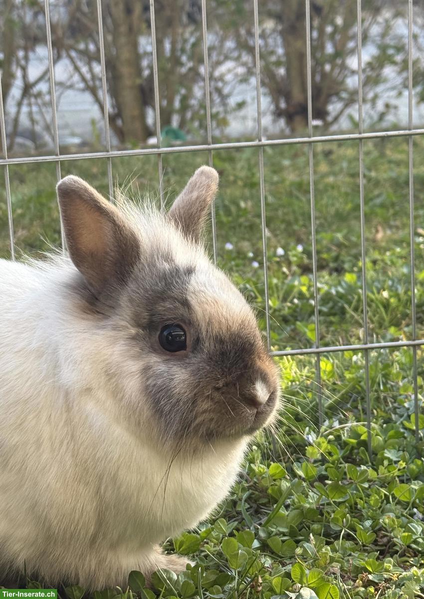 Bild 2: Löwenkopf Zwergkaninchen Paar sucht neues Heim