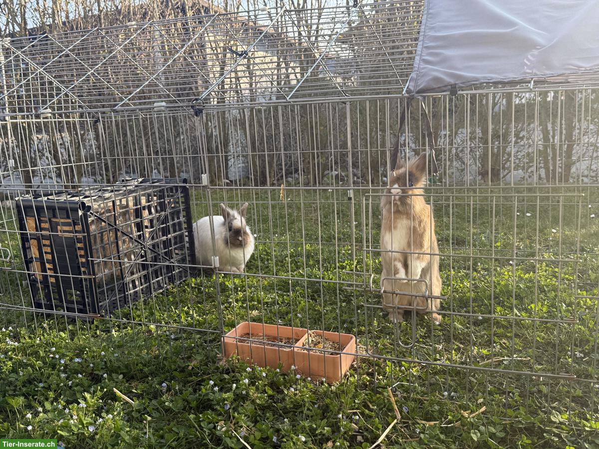 Bild 3: Löwenkopf Zwergkaninchen Paar sucht neues Heim