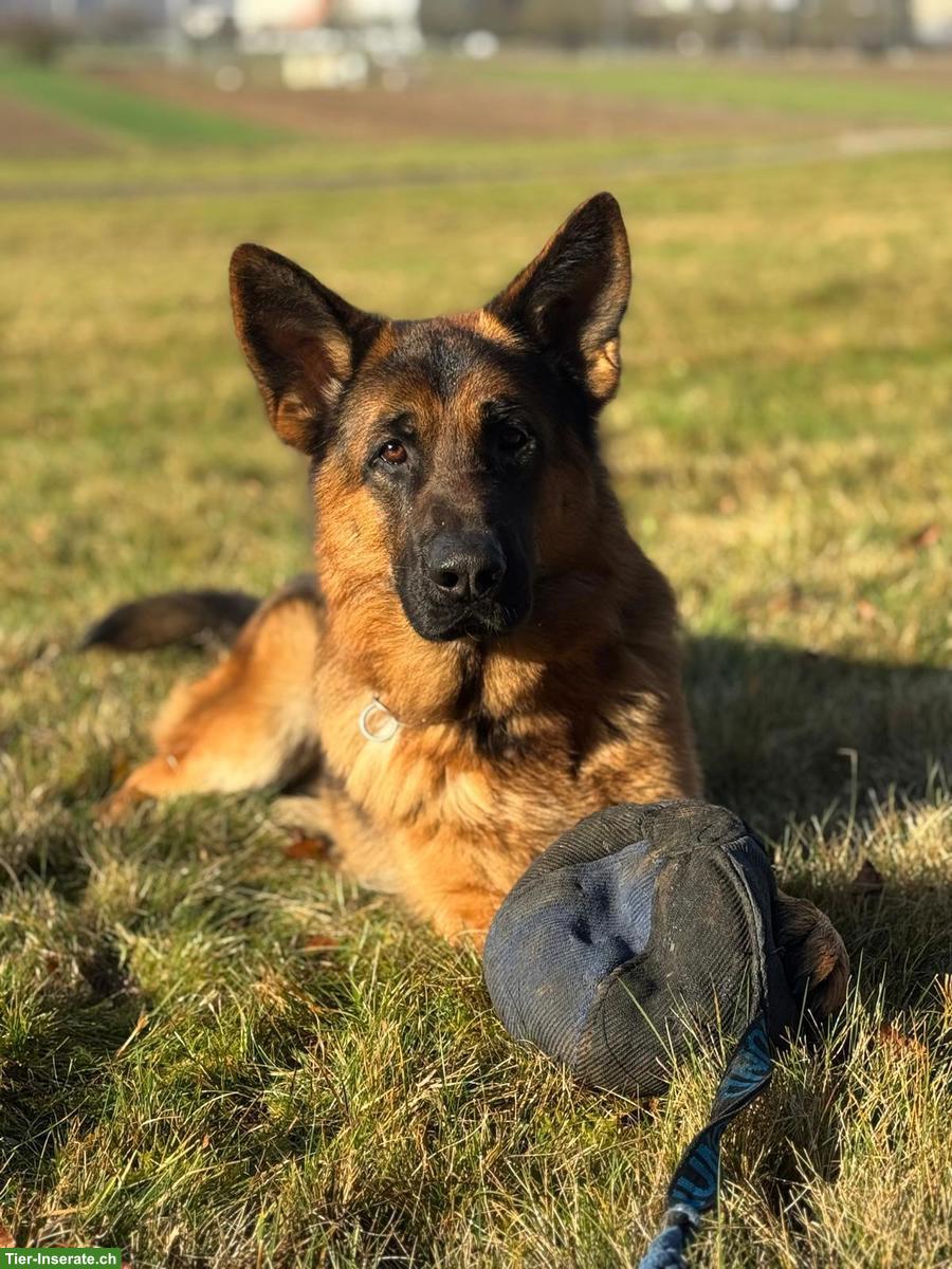 Deutscher Schäferhund, Junghund, Rüde