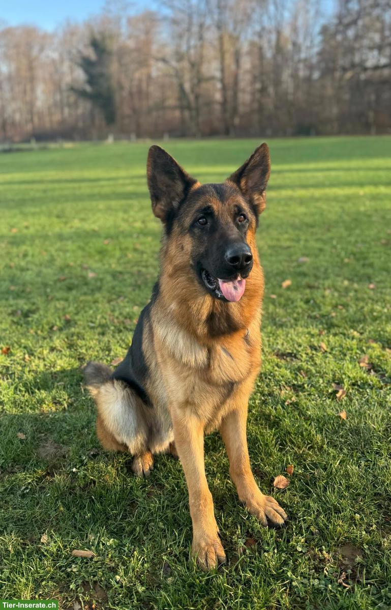 Bild 2: Deutscher Schäferhund, Junghund, Rüde