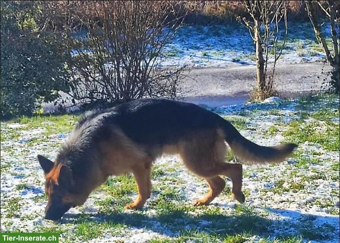 Bild 3: Deutscher Schäferhund, Junghund, Rüde