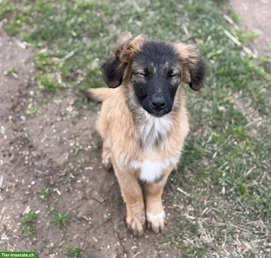 Mischlingshündin Malou sucht ein liebes Zuhause