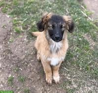 Mischlingshündin Malou sucht ein liebes Zuhause