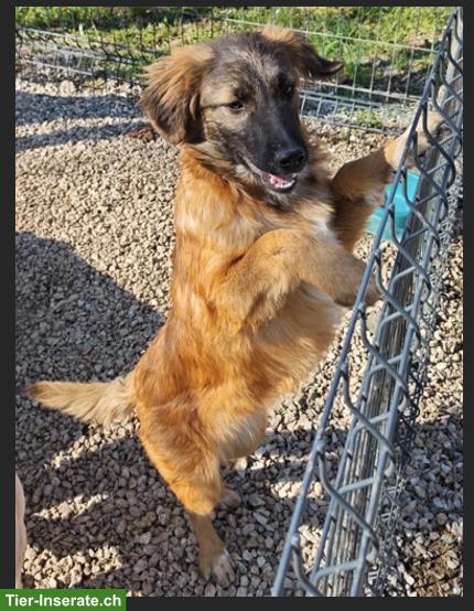 Bild 3: Mischlingshündin Malou sucht ein liebes Zuhause