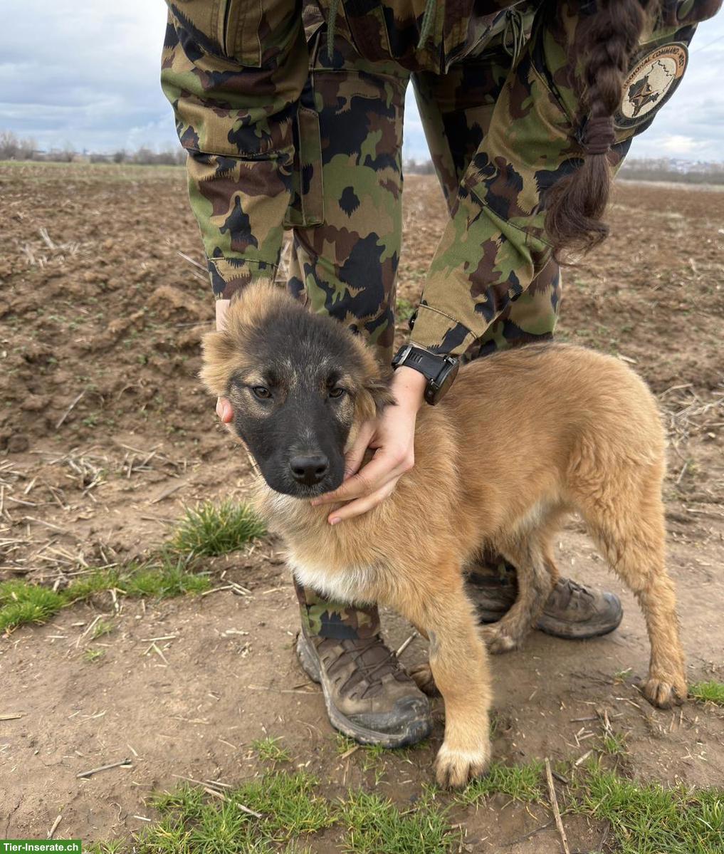 Bild 4: Mischlingshündin Malou sucht ein liebes Zuhause