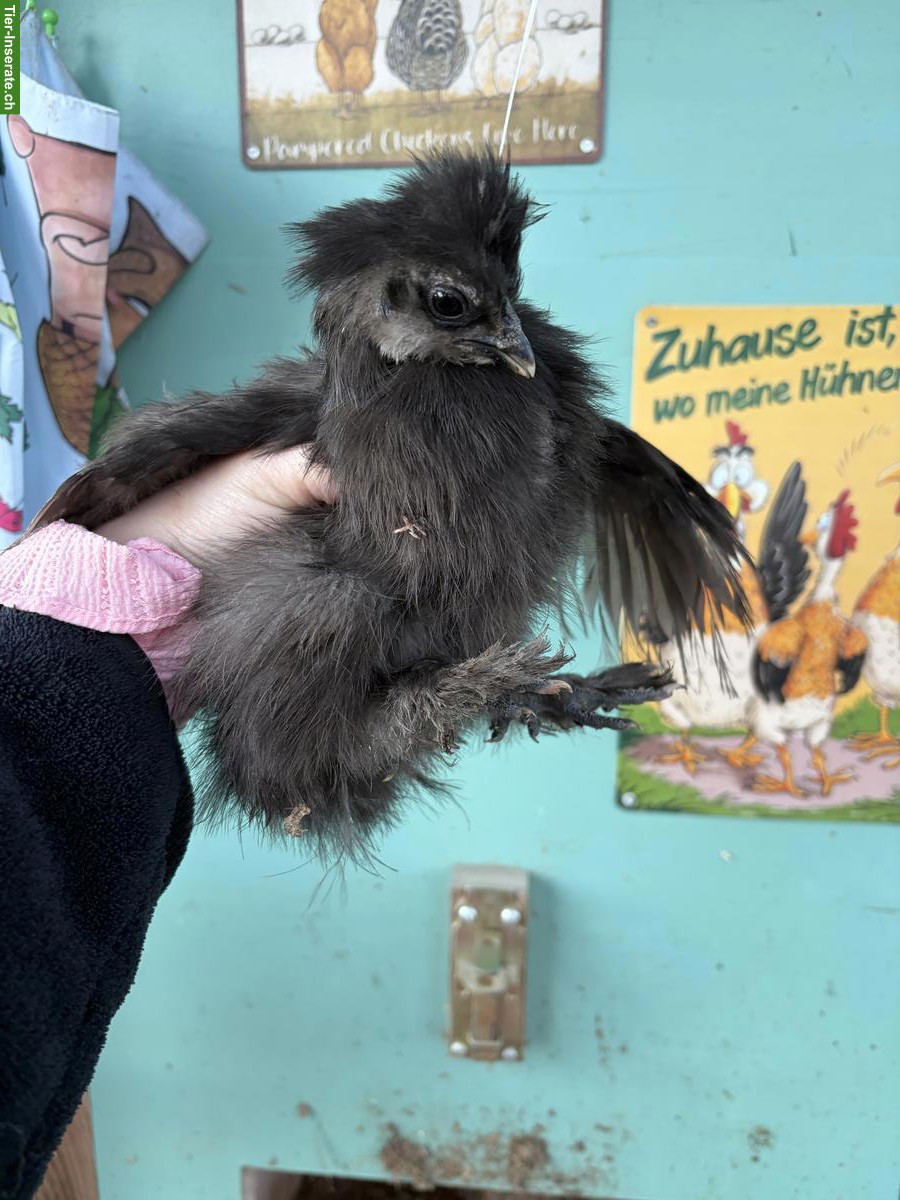 Junge US Silkie Hennen zu verkaufen