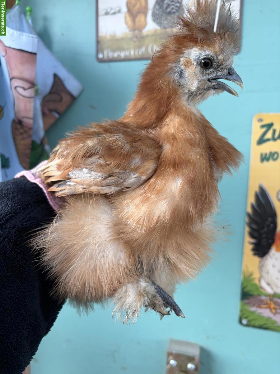 Bild 4: Junge US Silkie Hennen zu verkaufen