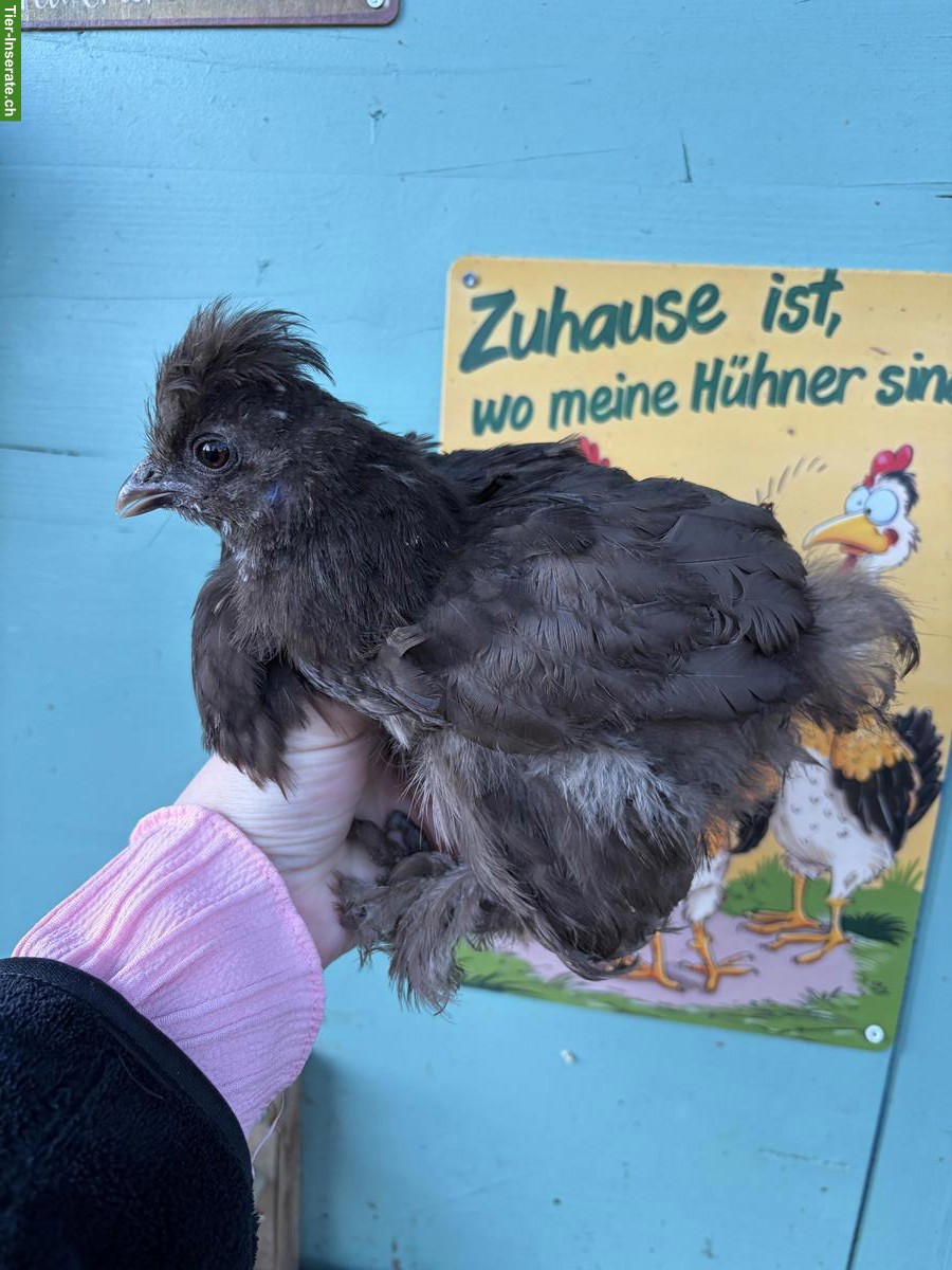 Bild 5: Junge US Silkie Hennen zu verkaufen