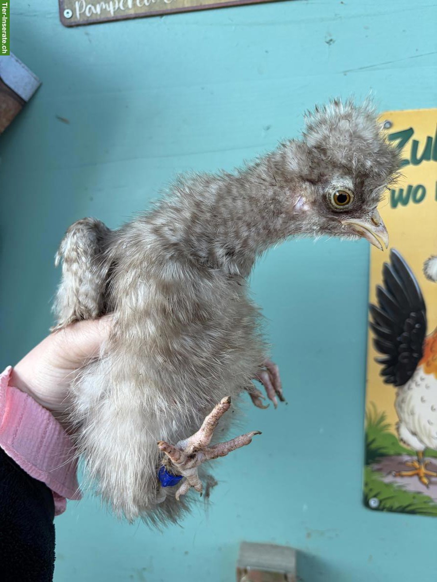 Bild 6: Junge US Silkie Hennen zu verkaufen