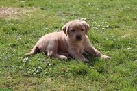 Blonde Labrador Welpen