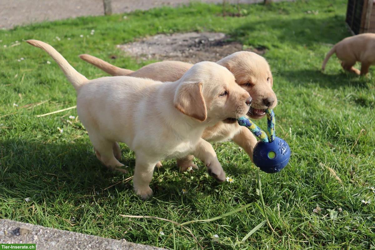Bild 2: Blonde Labrador Welpen
