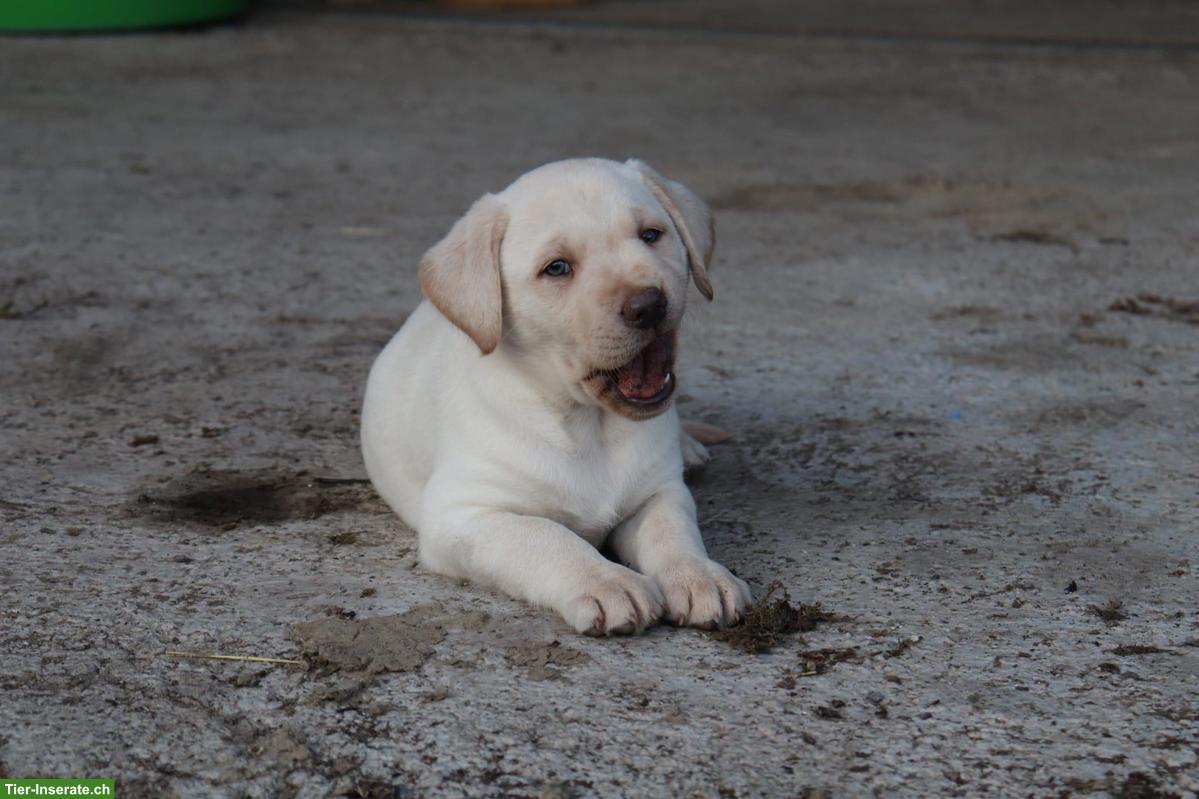 Bild 3: Blonde Labrador Welpen