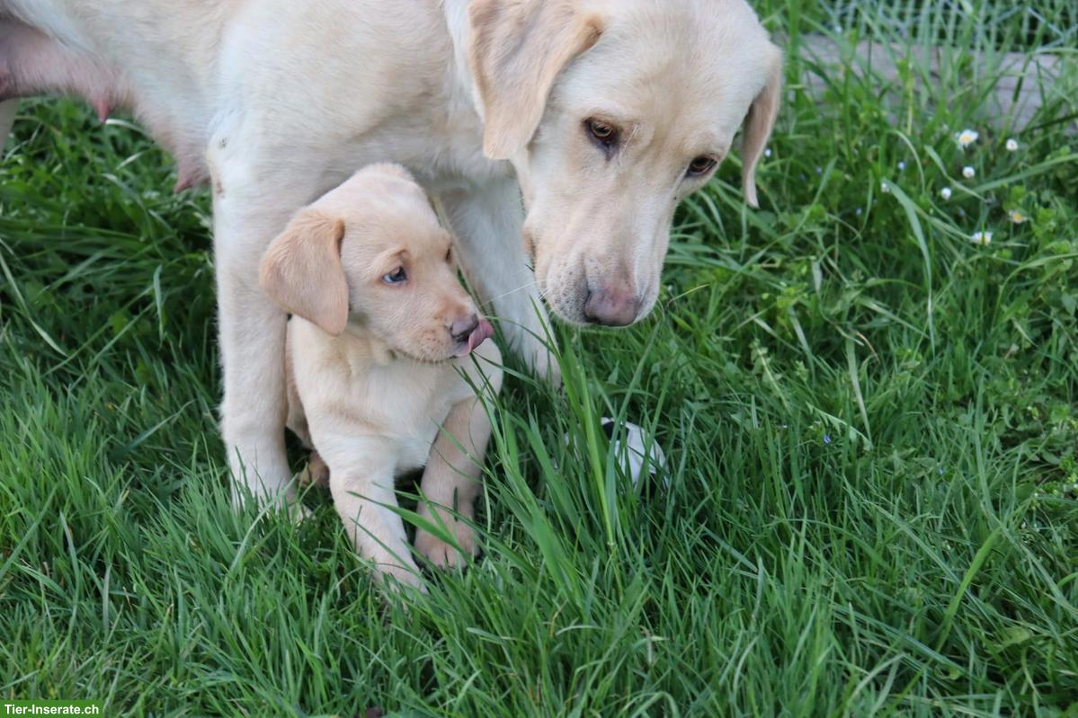Bild 4: Blonde Labrador Welpen
