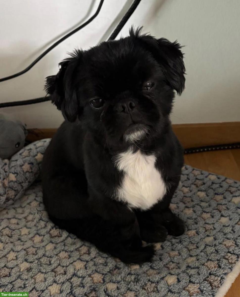 Buddy, ein Pekinese Rüde sucht ein neues Zuhause