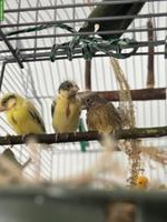 Jung Kanarienvogel in gelb, grün, braun