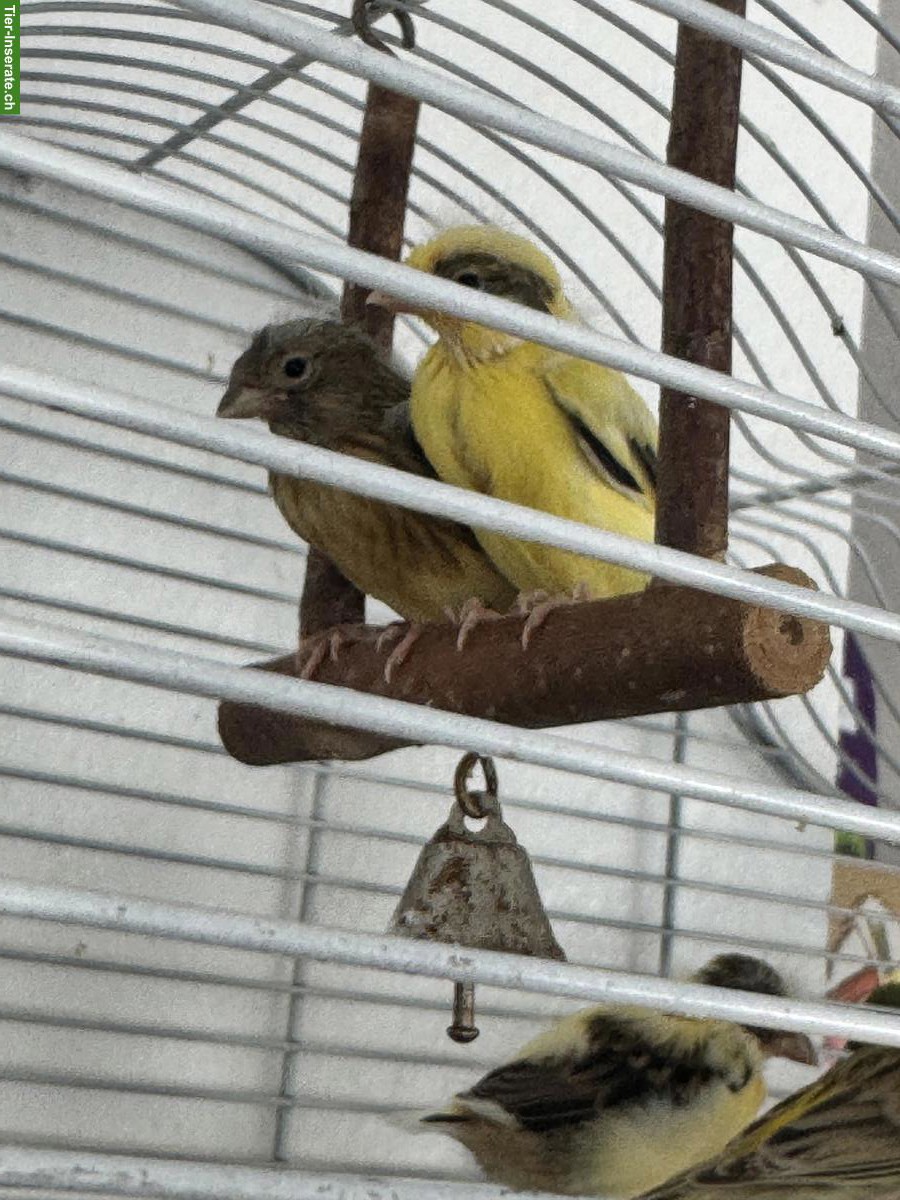 Bild 2: Jung Kanarienvogel in gelb, grün, braun