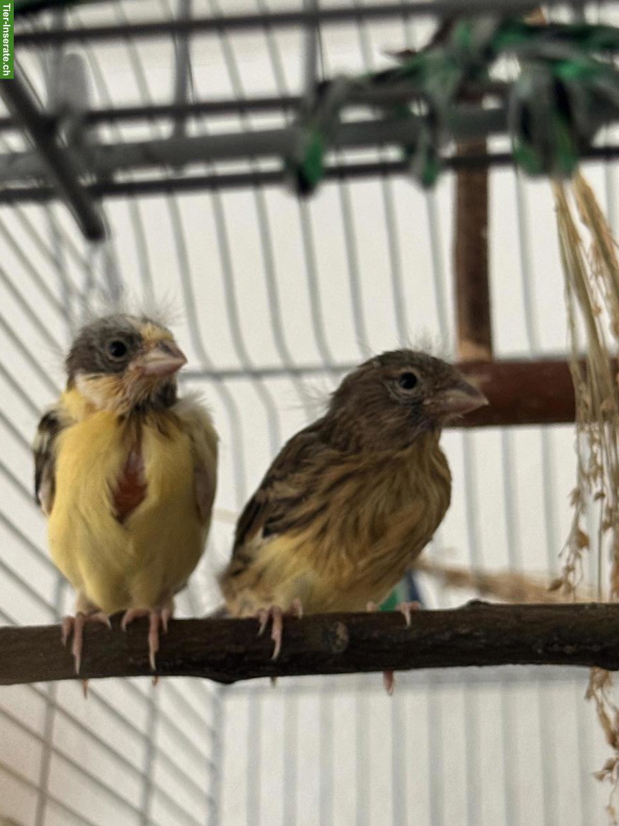 Bild 3: Jung Kanarienvogel in gelb, grün, braun