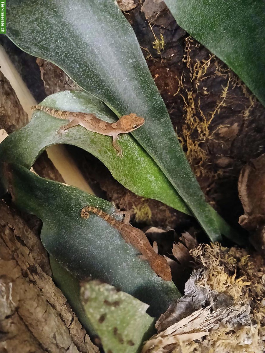3.0 Paroedura vazimba Geckos abzugeben