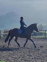 Reitbeteiligung für sportliche Freiberger-Stute in Goldau SZ