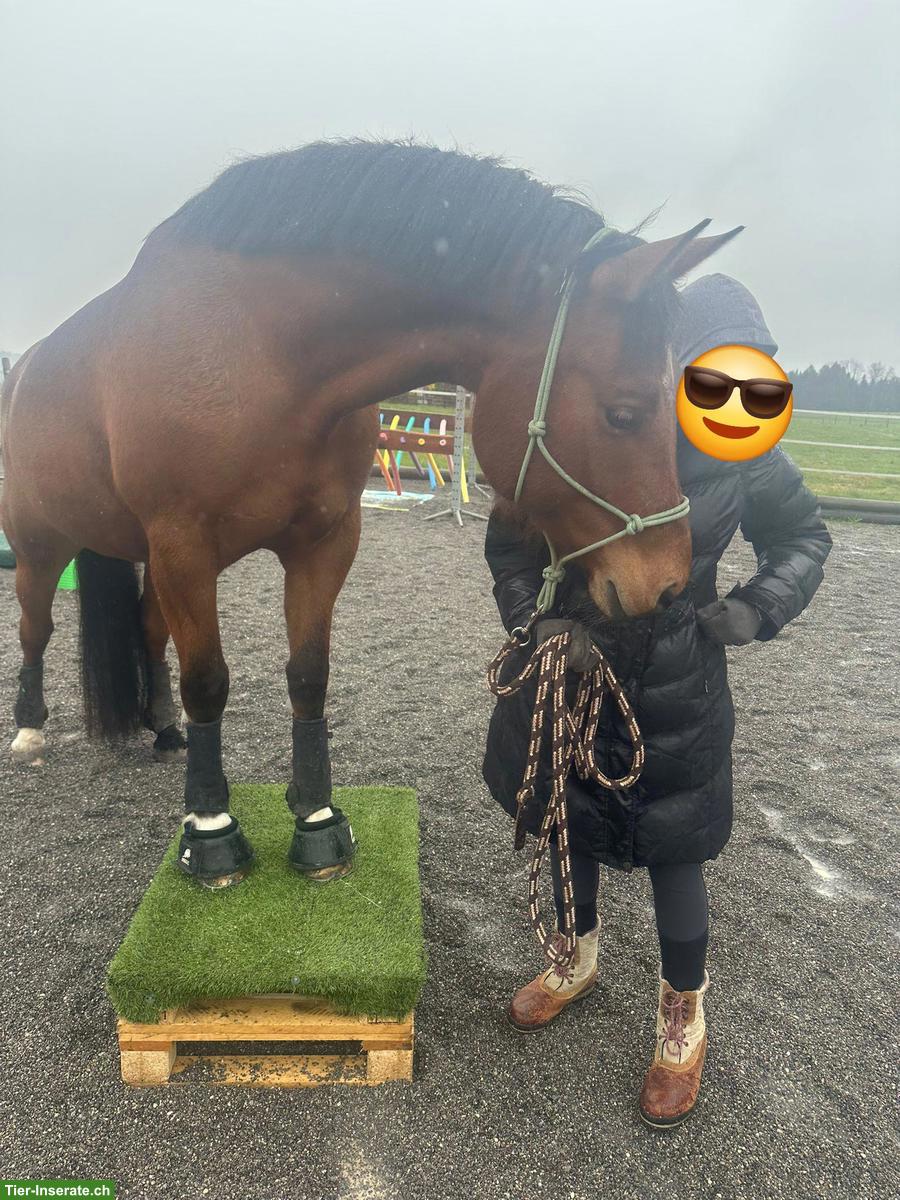 Bild 2: Reitbeteiligung für sportliche Freiberger-Stute in Goldau SZ