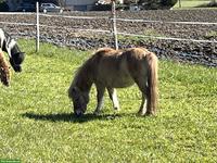 Shettystute und 2 Hengstfohlen