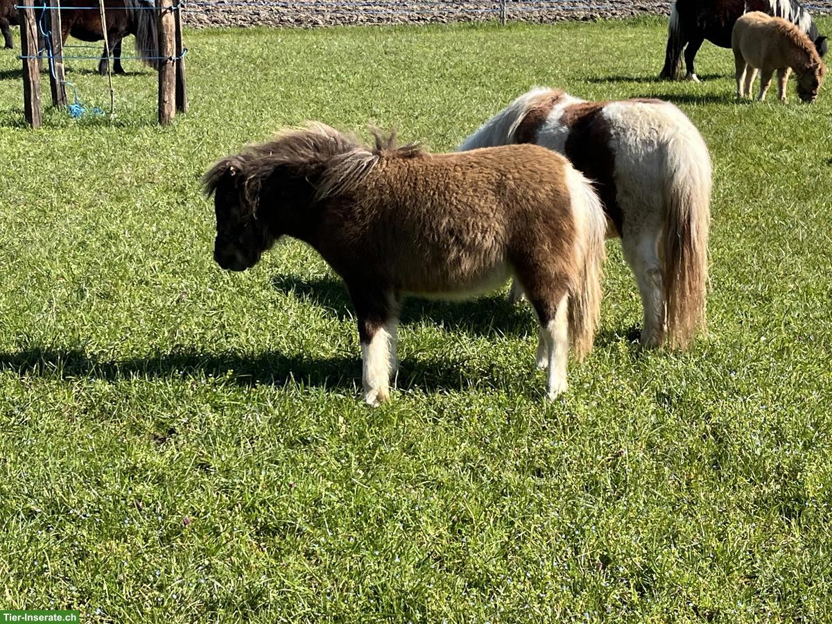Bild 2: Shettystute und 2 Hengstfohlen