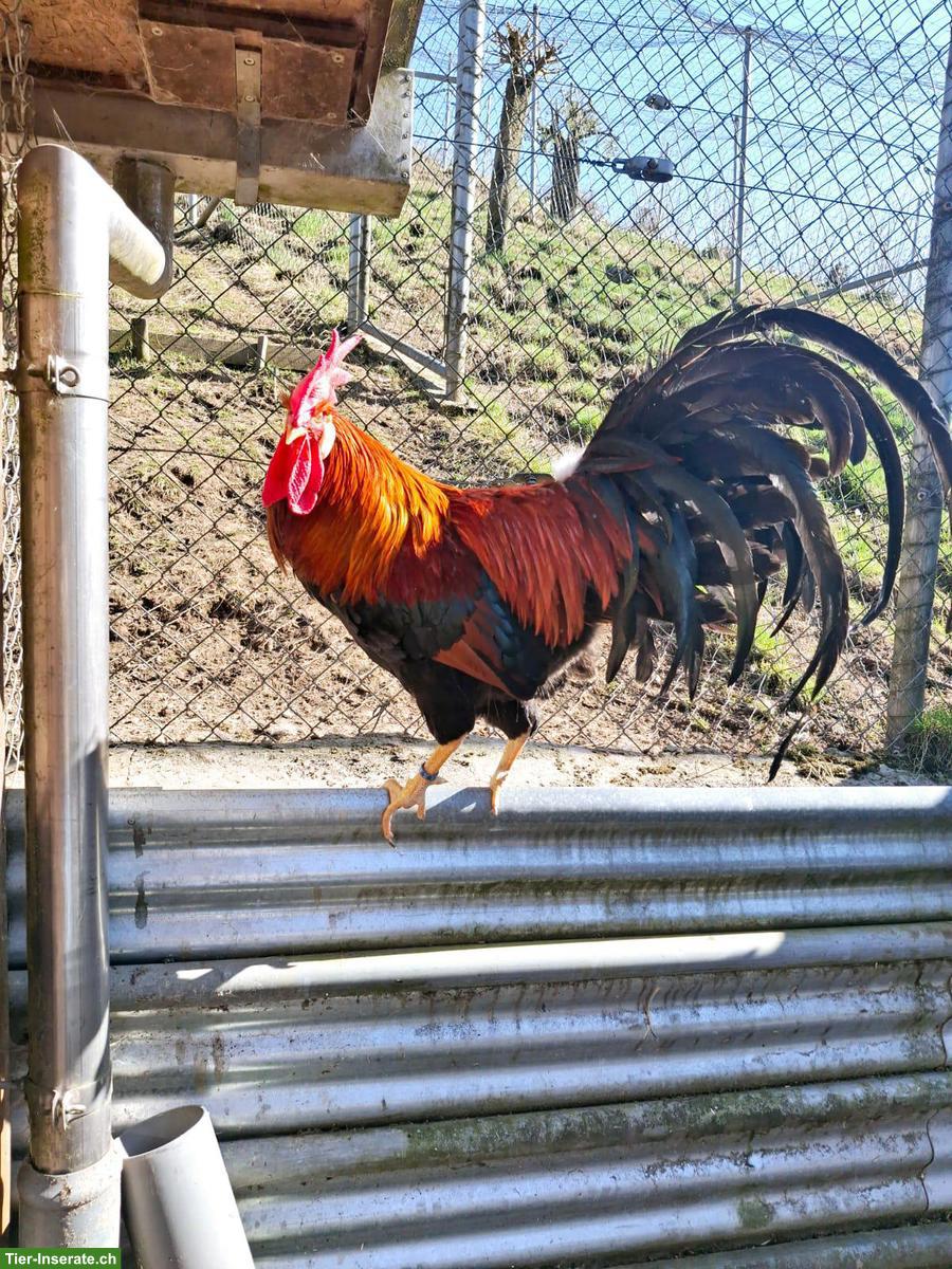 Italiener Hähne sowie Bruteier zu verkaufen