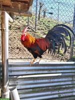 Italiener Hähne sowie Bruteier zu verkaufen