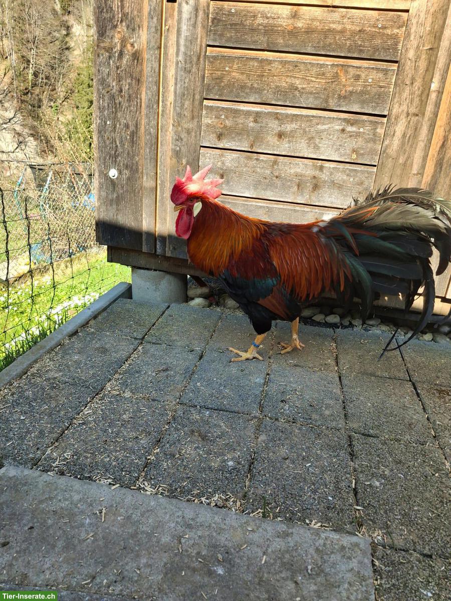 Bild 2: Italiener Hähne sowie Bruteier zu verkaufen